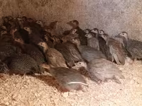 Guinea fowl — foto 1
