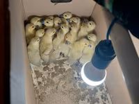Ducks — foto 3