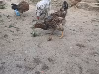 Chickens — photo 2