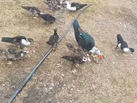 Domestic Muscovy — photo 4