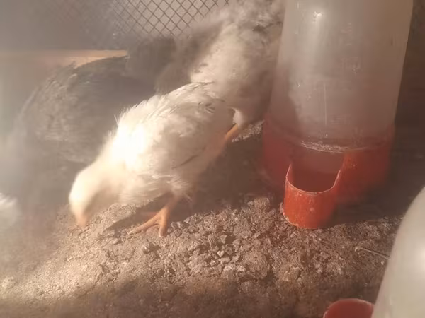 Chickens — Azerbaijan