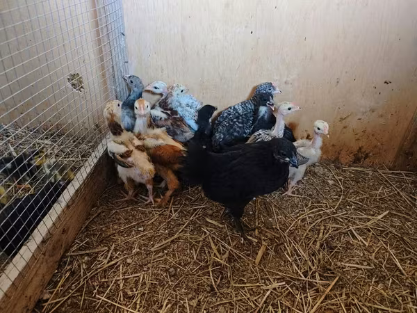 Chickens — Azerbaijan
