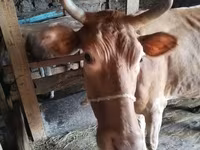 İnək, Simmental cattle — foto 7
