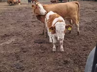 Cow, Cattle — photo 3