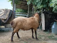 Qoç, Qoyunlar — foto 4