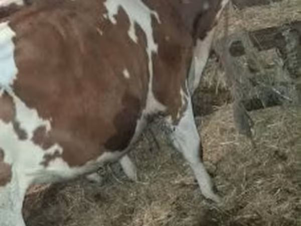 Byk, Simmental cattle