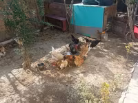 Chickens — foto 8