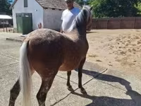 Toychoq, Otlar — 2-rasm