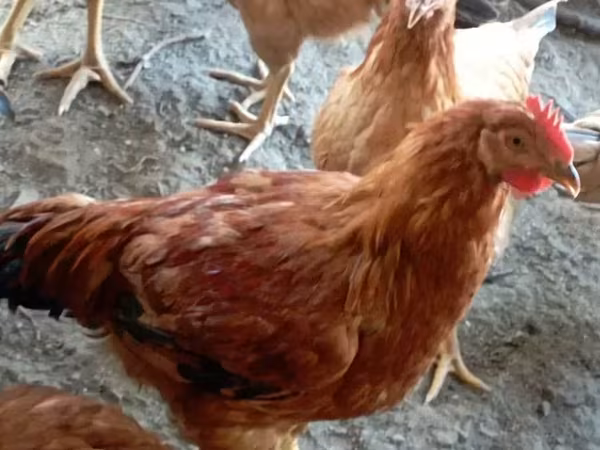 Chickens