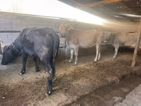 Cow, Swiss cattle — photo 3