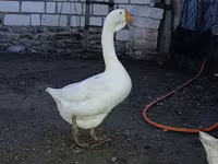 Geese — foto 1