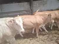 İnək, Blonde d’Aquitane cattle — foto 6