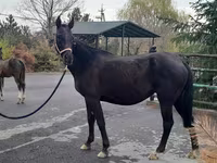 فرس, Akhal-Teke — الصورة 1