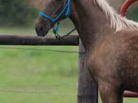 घोड़ा, Black Sea breed — फ़ोटो 4