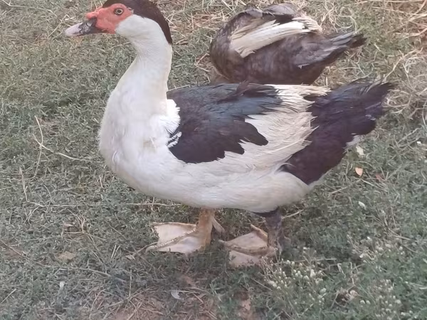 Domestic Muscovy — Azerbaijan