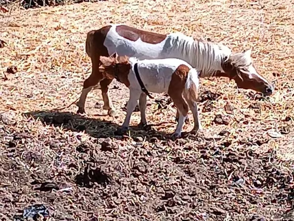 Yegua, Australian Pony