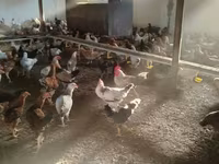 Chickens — photo 2