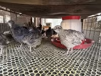 Quails — Foto 3