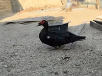 Domestic Muscovy — photo 8