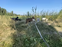 Dişi keçi, Czech Brown Shorthaired goats — foto 2