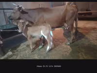 母牛, Cattle — 照片 4