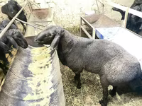 Beran, Hissar sheep — foto 4
