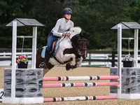 At, Pinto horses — foto 1