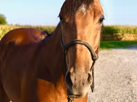 At, Quarter Horse — foto 3