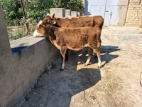 Buğa, Qırmızı-ləkəli cins — foto 1