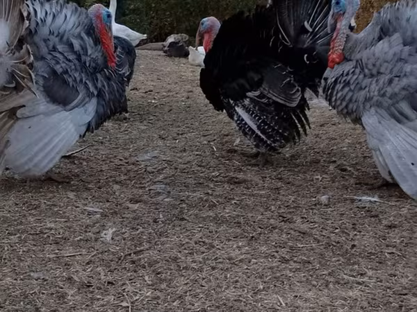 Turkeys