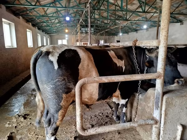 Buğa, Russian Black pied cattle — Azərbaycan