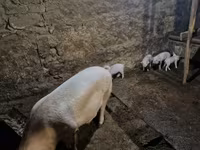 Säue, Schweine — Foto 5