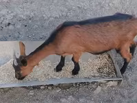 Коза, Alpine goat — фото 3