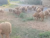 Sheep (batch, sex not specified), Sheep — photo 1