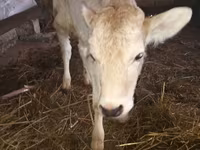 Buğa, Simmental cattle — foto 3