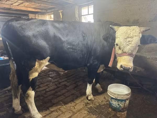 Krowa, Simmental cattle