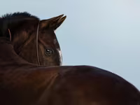 Madyan, Akhal-Teke — foto 1