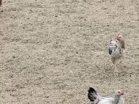 Czech Gold Brindled Hen — photo 3