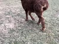 Ram, Sheep — photo 2