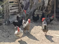 Chickens — foto 5