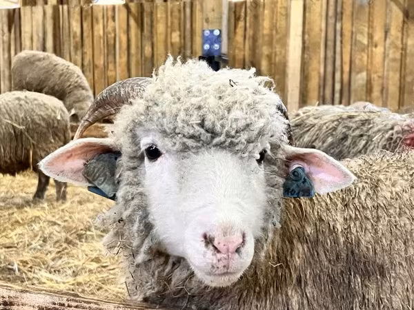भेड़, Romanov sheep