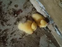 Ducks — फ़ोटो 1