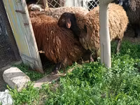 Billy Goat, Goats — photo 5
