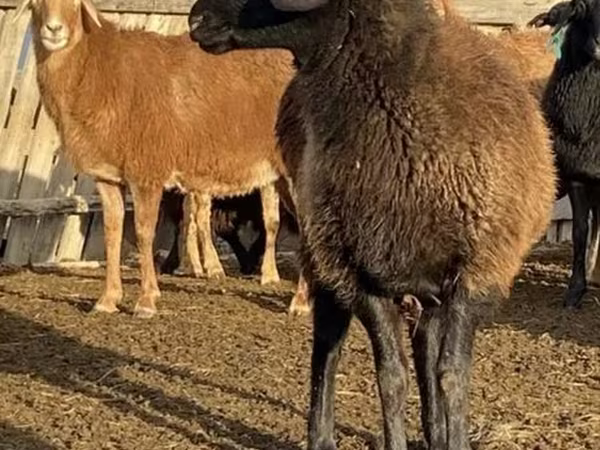 Owca, Edilbay sheep