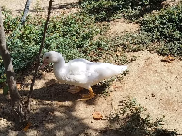 Ducks — Azerbaijan