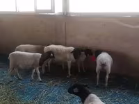 Widder, Dorper sheep — Foto 2
