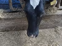 Cow, Holstein breed — photo 2