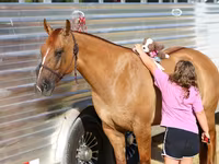 Madyan, Quarter Horse — foto 6