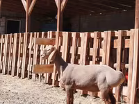 Ram, Rhon sheep — photo 3