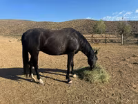 Madyan, National Show Horse — foto 5